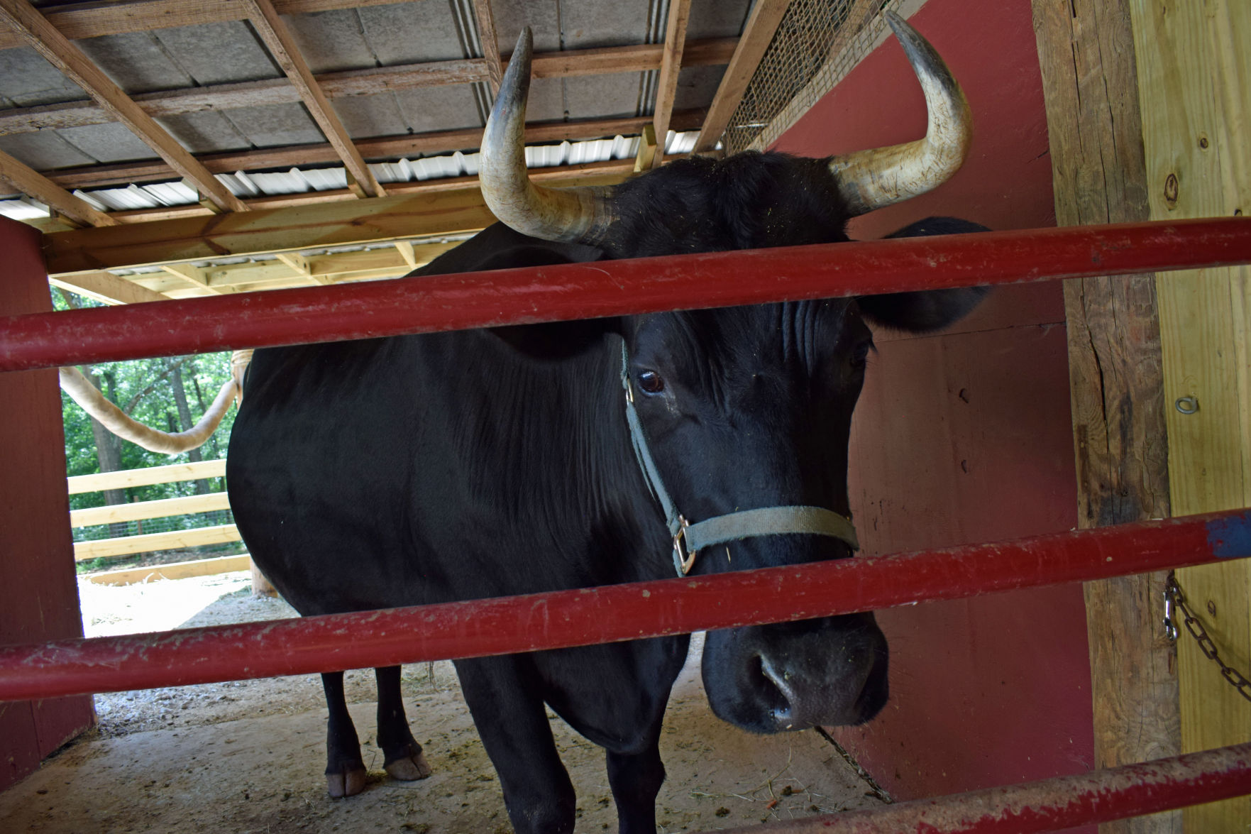 Wildlife Sanctuaty cattle.jpg